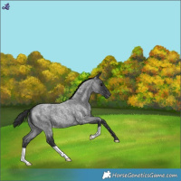 Horse Color:Blue Roan Snowflake Varnish