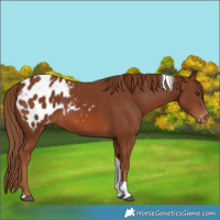 Horse Color:Chestnut Tobiano Blanket 
