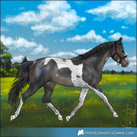 Horse Color:Black Tobiano Rabicano