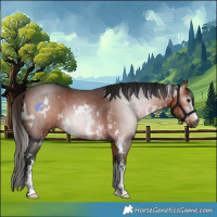 Horse Color:Gray White Spotted Bay Sabino 