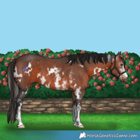 Horse Color:Gray White Spotted Bay Sabino 