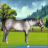 Horse Color:Gray White Spotted Bay Sabino 