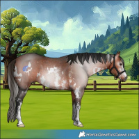 Horse Color:Gray White Spotted Bay Sabino 