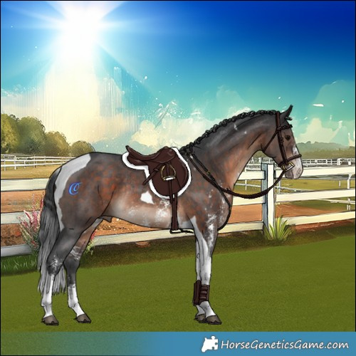 Horse Color:Brown Sabino Tobiano Rabicano 