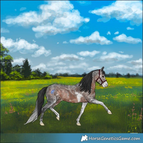 Horse Color:Brown Ice Mushroom Sabino Rabicano 