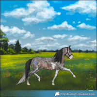 Horse Color:Brown Ice Mushroom Sabino Rabicano 