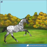 Horse Color:White Spotted Blue Roan Blanket Rabicano 