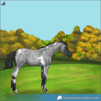 Horse Color:Blue Roan Tobiano 