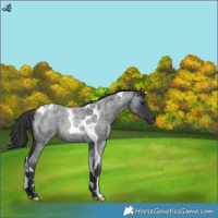 Horse Color:Blue Roan Tobiano Rabicano 