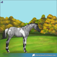 Horse Color:Blue Roan Tobiano