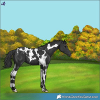 Horse Color:Black Tobiano