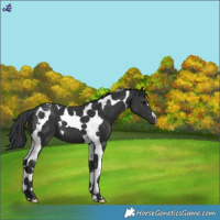 Horse Color:Black Tobiano