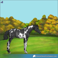 Horse Color:Black Tobiano Rabicano