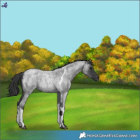 Horse Color:Blue Roan Tobiano