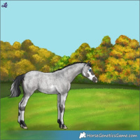 Horse Color:Blue Roan Splash