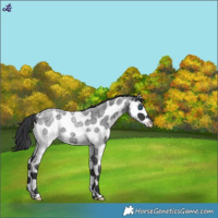 Horse Color:Blue Roan Splash Tobiano 