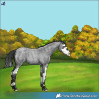 Horse Color:Blue Roan Splash