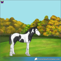 Horse Color:Black Splash Tobiano