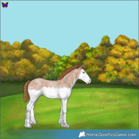 Horse Color:Red Roan Splash 