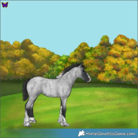 Horse Color:Blue Roan Splash Tobiano 