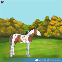 Horse Color:Bay Splash Tobiano 