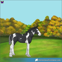 Horse Color:Black Splash Tobiano