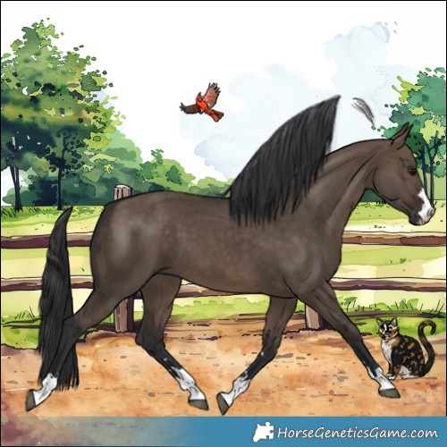 Horse Color:Brown Dun 