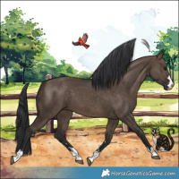 Horse Color:Brown Dun 