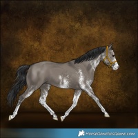 Horse Color:White Spotted Grullo 