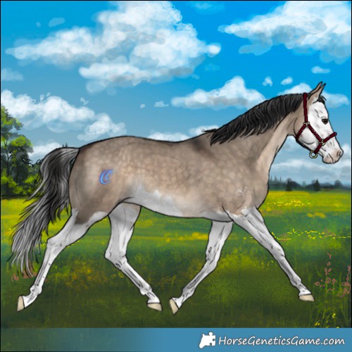 Horse Color:Brown Dun Sabino Splash 