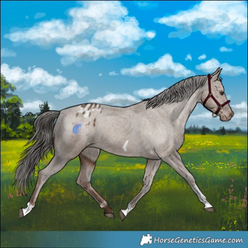 Horse Color:Liver Red Dun Tobiano Varnish 