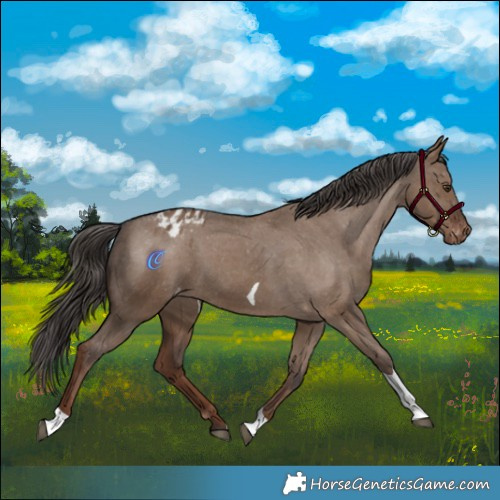 Horse Color:Liver Red Dun Tobiano Appaloosa 