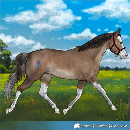 Horse Color:Liver Red Dun Splash 