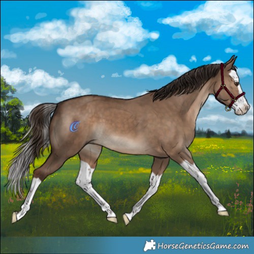 Horse Color:Liver Red Dun Splash 