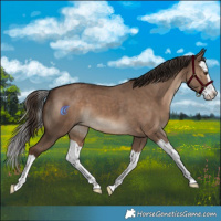Horse Color:Liver Red Dun Splash