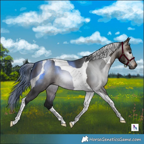 Horse Color:Gray Brown Dun Tobiano 