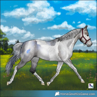 Horse Color:Gray Brown Dun Tobiano 