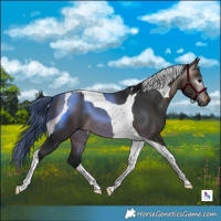 Horse Color:Gray Brown Dun Tobiano 