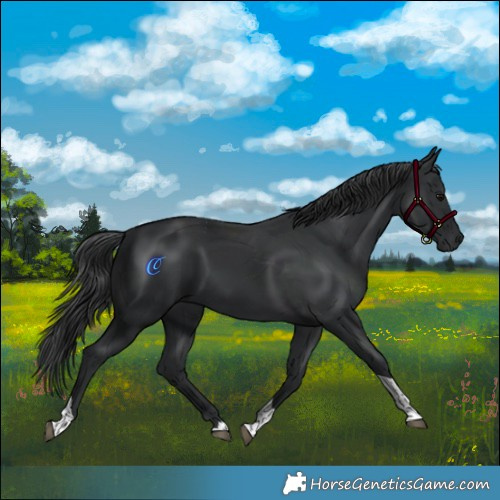 Horse Color:Black Tobiano 