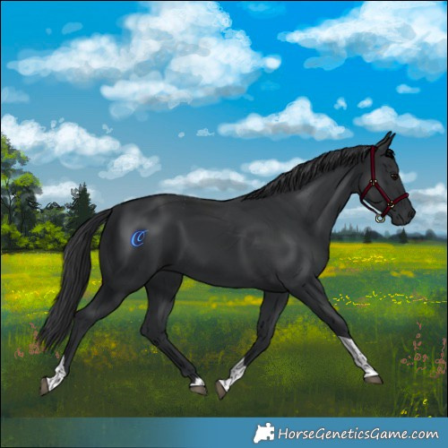 Horse Color:Black Tobiano 