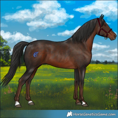 Horse Color:Liver Chestnut 