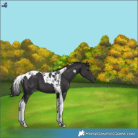 Horse Color:Smoky Black Tobiano