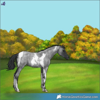 Horse Color:Blue Roan Tobiano 