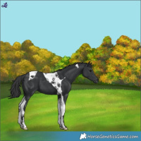 Horse Color:Black Tobiano