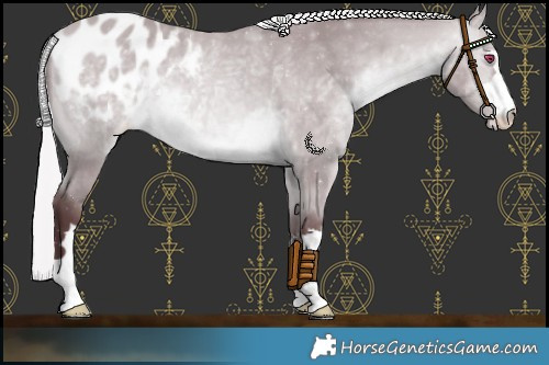 Horse Color:Chocolate Silver Bay Chinchilla Appaloosa 