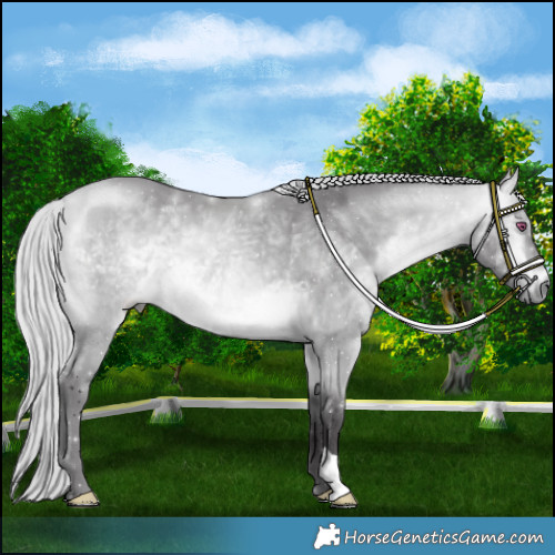 Horse Color:Silver Buckskin Chinchilla