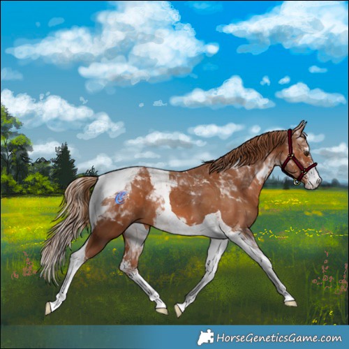 Horse Color:Chestnut Sabino Tobiano 