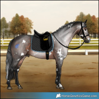 Horse Color:Gray White Spotted Brown 