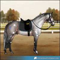 Horse Color:Gray White Spotted Brown