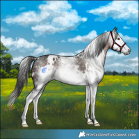 Horse Color:Gray White Spotted Brown Splash